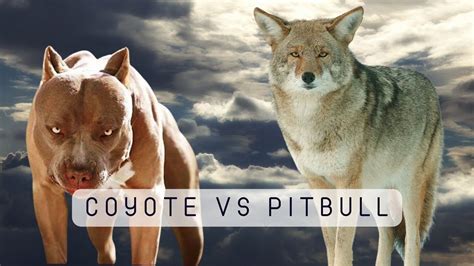 Pitbull versus coyote - A man recorded a confrontation between a coyote and his pit bull while at a park in Chula Vista. By: Jermaine Ong. Posted at 9:13 AM, May 29, 2020 . and last updated 2020-05-29 13:47:04-04.